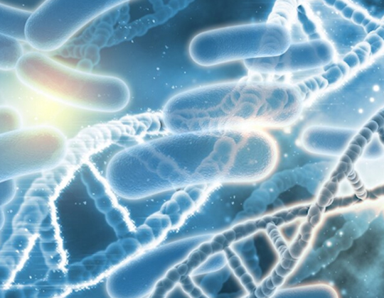 Gut Bacteria Benefits 